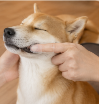 Multi-finger toothbrushes for Cats and Dogs